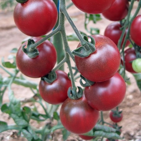Tomato Rosella